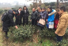 洪雅县2018年新型职业农民（茶叶生产）培训